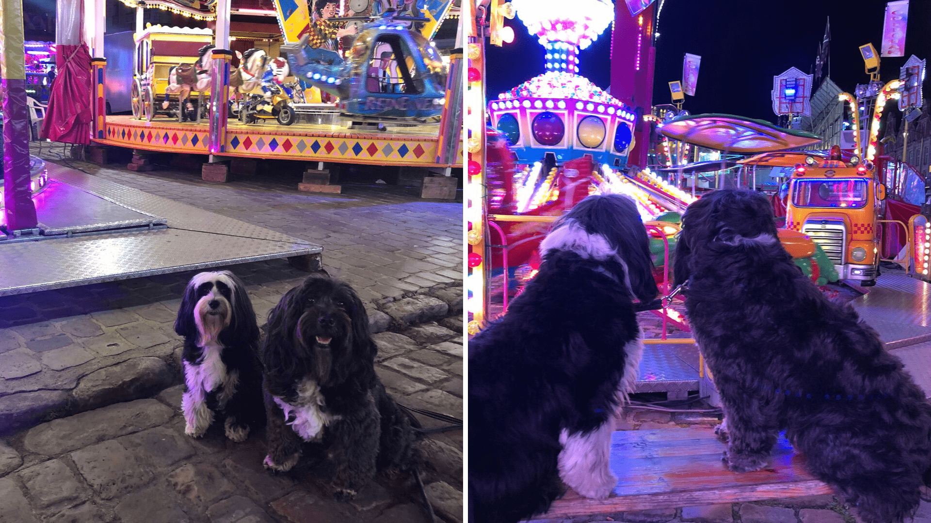 The dogs enjoying the street fair in Arras